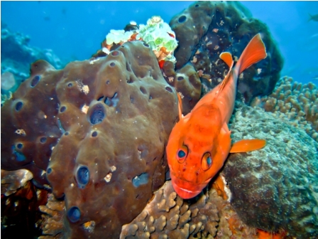 Master Divers Ponta Dive Trip